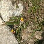 Lotus corniculatusFlower