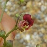 Scrophularia lucida Flower