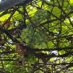 Vitis vinifera ഫലം