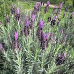 Lavandula pedunculata Habit