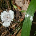 Calochortus tolmiei Blüte