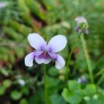 Viola hederacea Цветок