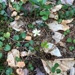 Coptis trifolia Blodyn