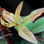 Hypericum patulum 葉