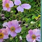Anemone x hybrida 葉