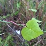 Ipomoea obscura Hoja