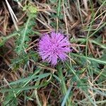 Cirsium acaulon फूल