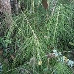 Equisetum fluviatile Φύλλο