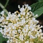 Buddleja albiflora Кветка