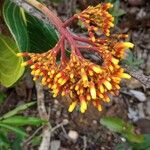 Palicourea guianensis Blüte