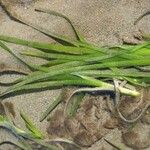 Zostera marina Folha