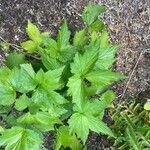 Geum laciniatum Levél