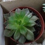 Echeveria agavoides Feuille