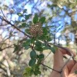 Embelia angustifolia Цвят