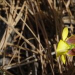 Viola purpurea ᱛᱟᱦᱮᱸ