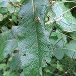 Rumex sanguineus Hoja