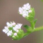 Valeriana dentata फूल