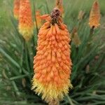 Kniphofia uvariaŽiedas