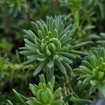 Petrosedum forsterianum Leaf