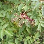 Sambucus nigra Other