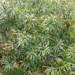 Thevetia neriifolia Hoja
