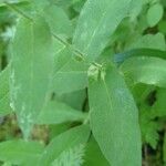 Hieracium prenanthoides Leaf