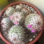 Mammillaria bombycina ᱥᱟᱠᱟᱢ