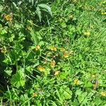 Geum × intermedium Bloem