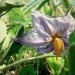 Solanum dimidiatum ফুল