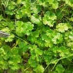 Hydrocotyle sibthorpioides Leaf