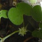 Dichondra microcalyx Habitus