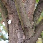 Acer davidii Écorce