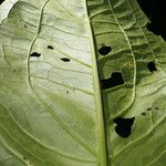 Urospatha grandis Leaf