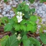 Rubus caesius Levél