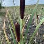 Typha latifolia 花