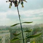 Kalanchoe daigremontiana Habitus