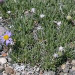 Erigeron elegantulus Habitatea