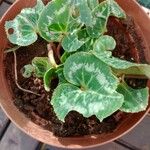 Cyclamen repandum Folha