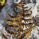 Dryopteris villarii Fulla