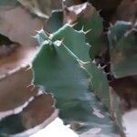 Euphorbia resinifera Leaf
