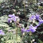 Aquilegia pyrenaicaFlower