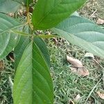 Citharexylum myrianthum Blatt