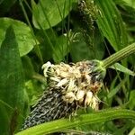 Plantago argentea Fula