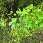 Crataegus rhipidophylla Leaf