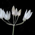 Allium moschatum Цвят