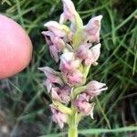 Anacamptis coriophora Květ