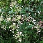 Hydrangea peruviana Habitus