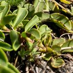 Veronica allionii Feuille