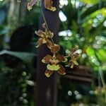 Oncidium planilabre 花