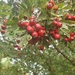 Crataegus azarolusПлод